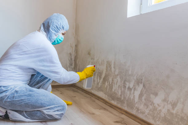 Licensed Mold Remediation service in Westwood, NJ - WQB Mold Removal
